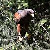 Harris hawk 1